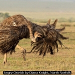 Angry Ostrich by Diana Knight, North Norfolk