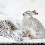 Surviving in Deep Snow by Gianpiero Ferrari, RR Derby