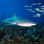 Caribbean Reef Shark Cuba by David Keep, RR Derby