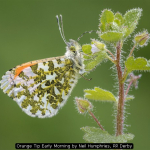 Orange Tip Early Morning by Neil Humphries, RR Derby