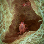 Peppermint Shrimps inside a Sponge by Kenneth Gillies, Edinburgh