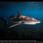 Caribbean Reef Shark Patrolling At The Surface by David Keep, RR