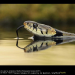Grass Snake On Lake by Jo Banton, Stafford