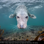 Grey Seal Eye Contact by Spencer Burrows, RR Derby