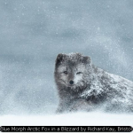 Blue Morph Arctic Fox in a Blizzard by Richard Kay, Bristol