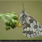 Dew Covered Male Marbled White by David Myles, Smethwick