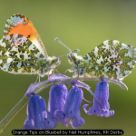Orange Tips on Bluebell by Neil Humphries, RR Derby