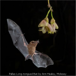 Pallas Long-tongued Bat by Ann Healey, Molesey