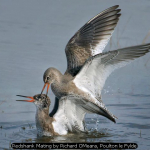 Redshank Mating by Richard OMeara, Poulton le Fylde