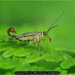 Scorpion Fly by Mike Rowe, Godalming