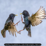 Starling Squabble by Julia Wainwright, Harrow