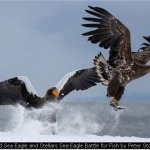 White-tailed Sea Eagle and Stellars Sea Eagle Battle for Fish by Peter Stott, Epsom