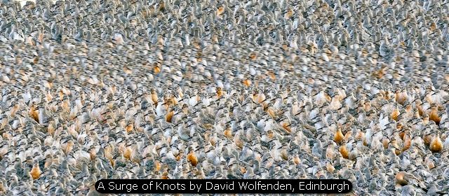 A Surge of Knots by David Wolfenden, Edinburgh