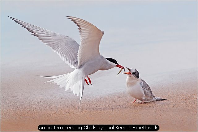 Arctic Tern Feeding Chick by Paul Keene, Smethwick