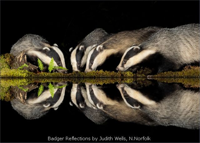 Badger Reflections by Judith Wells, N.Norfolk