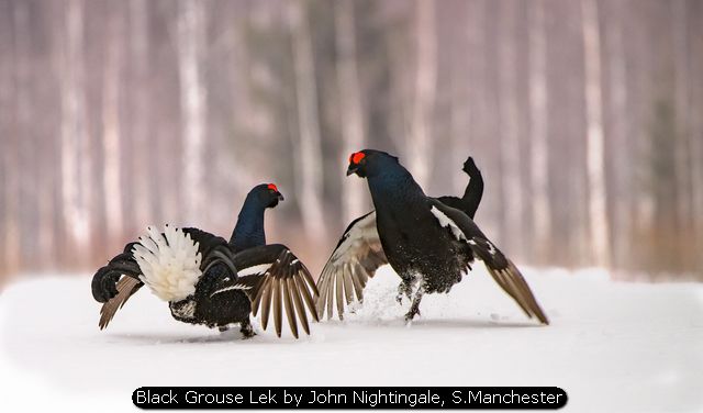 Black Grouse Lek by John Nightingale, S.Manchester
