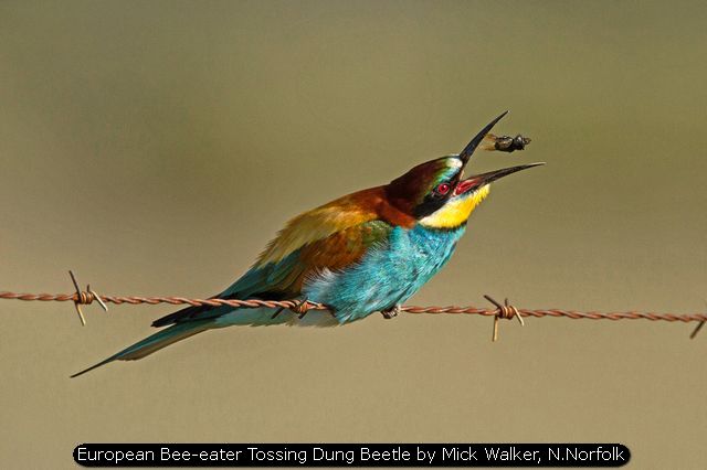 European Bee-eater Tossing Dung Beetle by Mick Walker, N.Norfolk
