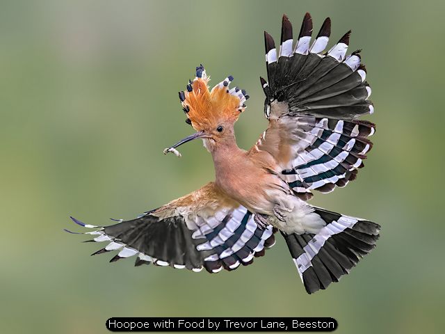 Hoopoe with Food by Trevor Lane, Beeston