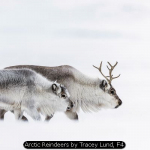 Arctic Reindeers by Tracey Lund, F4
