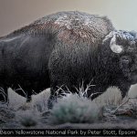 Bison Yellowstone National Park by Peter Stott, Epsom