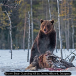 Brown Bear Guarding Kill by Jenny Hibbert, Bridgend