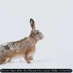 Brown Hare after the Blizzard by Lizzie Wallis, N.Norfolk