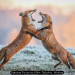 Fighting Foxes by Mike Tibbotts, Woking