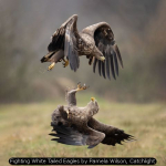 Fighting White Tailed Eagles by Pamela Wilson, Catchlight