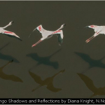 Flamingo Shadows and Reflections by Diana Knight, N.Norfolk