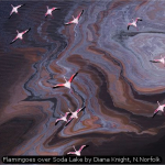 Flamingoes over Soda Lake by Diana Knight, N.Norfolk