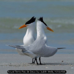 Royal Terns Pas de Deux by Judith Wells, N.Norfolk