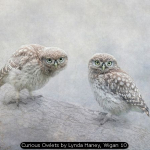 Curious Owlets by Lynda Haney, Wigan 10