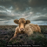 Moody Cow by Jay Birmingham, Tamworth