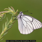 Black Veined White by Neil Humphries, RR Derby
