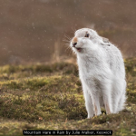 Mountain Hare in Rain by Julie Walker, Keswick