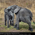 Asian Elephants Affection by Chanardaye Walton, Arden