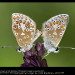 Mating Brown Argus by Colin Bradshaw, PICO
