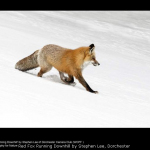 Red Fox Running Downhill by Stephen Lee, Dorchester