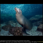 Sea Lion Los Islotes Mexico by David Keep, RR Derby