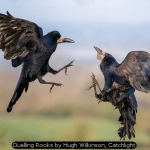 Duelling Rooks by Hugh Wilkinson, Catchlight