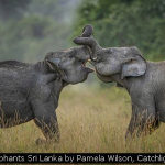 Elephants Sri Lanka by Pamela Wilson, Catchlight