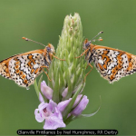 Glanville Fritillaries by Neil-Humphries, RR Derby