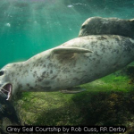 Grey Seal Courtship by Rob Cuss, RR Derby