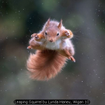 Leaping Squirrel by Lynda Haney, Wigan 10