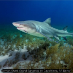 Lemon Shark Grand Bahamas by David Keep, RR Derby