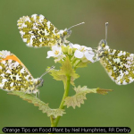 Orange Tips on Food Plant by Neil Humphries, RR Derby