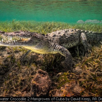 Saltwater Crocodile 2 Mangroves of Cuba by David Keep, RR Derby