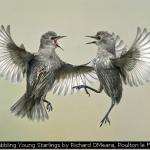 Squabbling Young Starlings by Richard OMeara, Poulton le Fylde