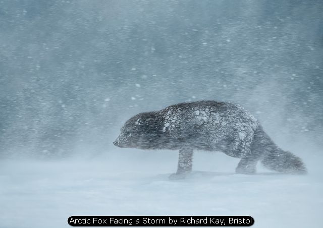 Arctic Fox Facing a Storm by Richard Kay, Bristol