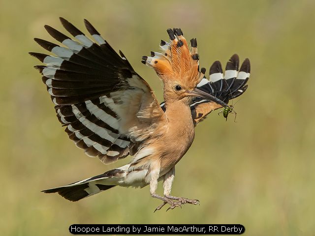 Hoopoe Landing by Jamie MacArthur, RR Derby